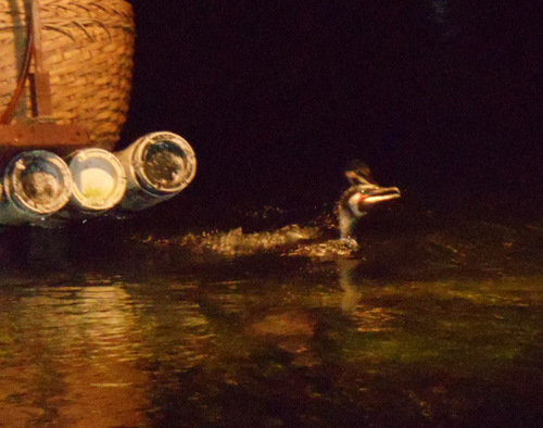The Cormorant has a small fish.